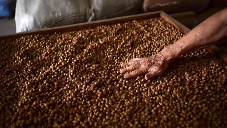 Caroço do açaí vira de utensílios domésticos a biocombustíveis…